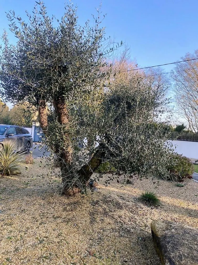 Maison Melusine Ossature Bois Foret De Broceliande Néant-sur-Yvel 0*,